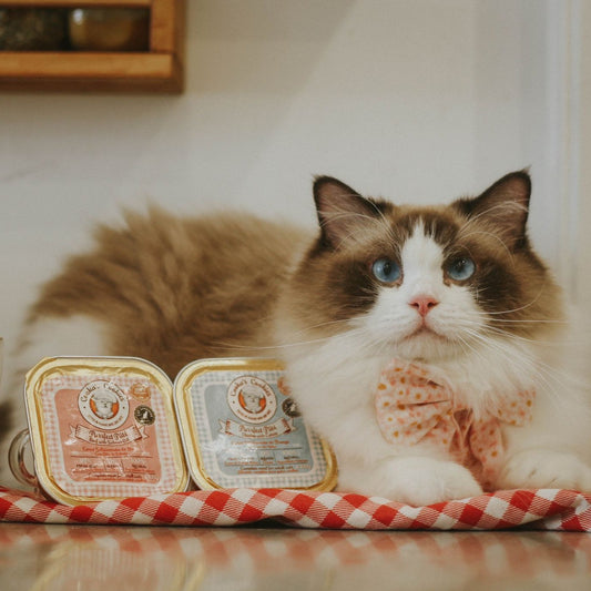 Patê de carne para gatos