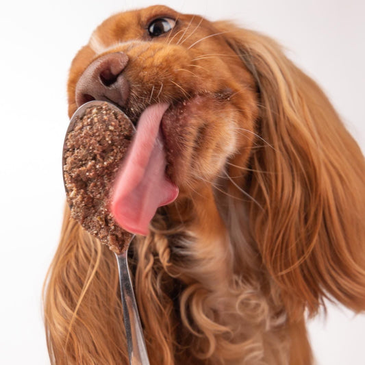 Dog licking a treat from a spoon against a white background
