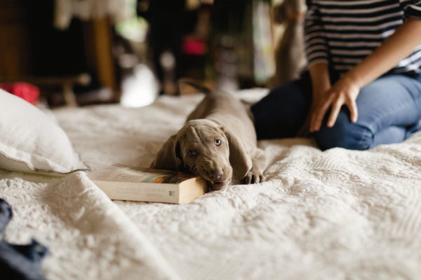 Beating the Back to School Doggie Blues
