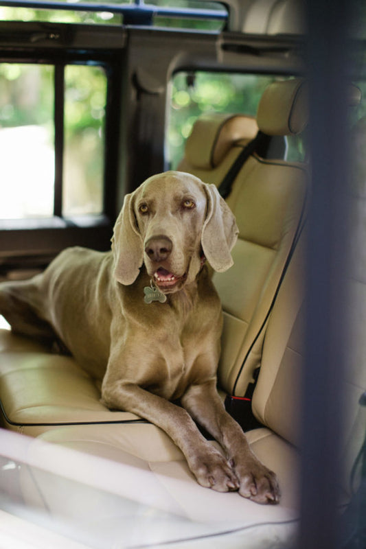 Weimaraner - The history of the Grey Ghosts