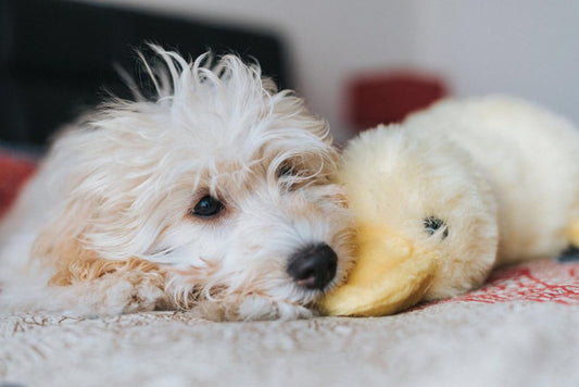 Celebrating Day of Colours