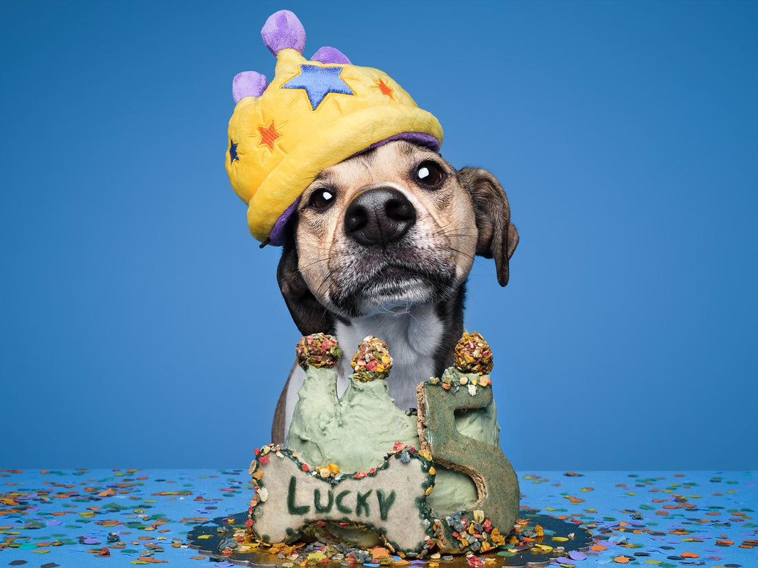 Barkday Cookie