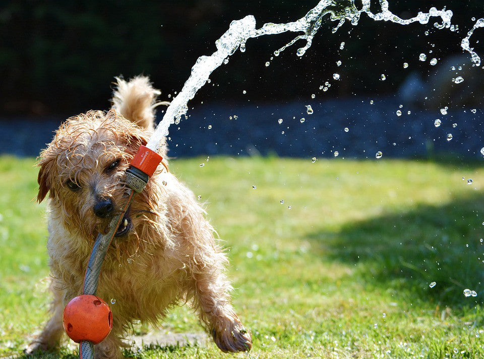 Cooka's top 5 tips for keeping your pups cool this summer