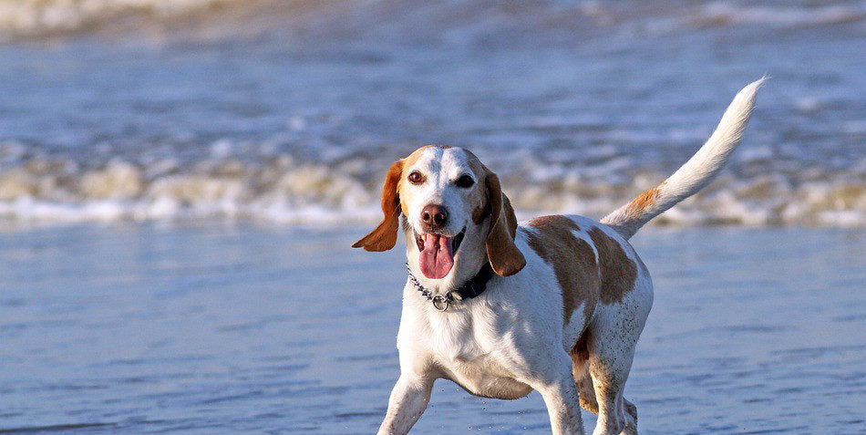 Cooka's top 5 tips for keeping your dog healthy