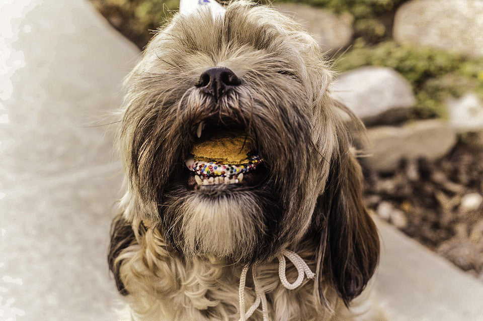 Dog treats... Myths uncovered