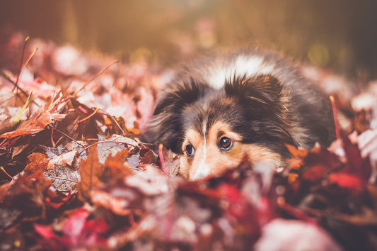 Autumn magic is here…but please keep our furry families safe from these seasonal hazards