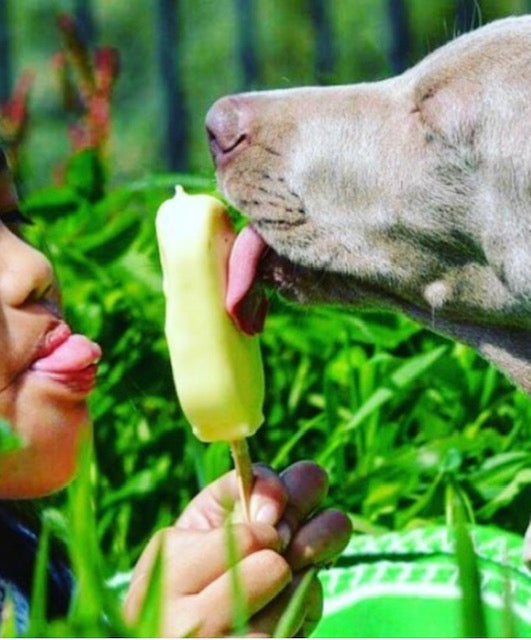 ICE-CREAM for DOGS? YES!