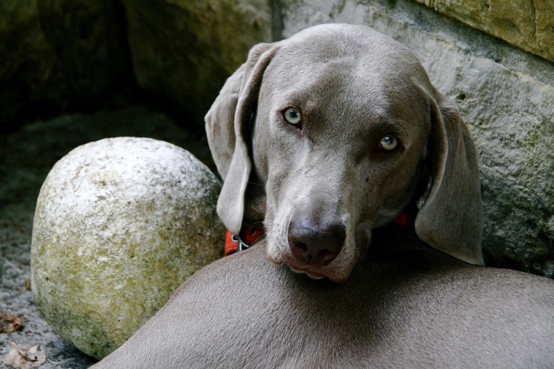 Grieving pets?