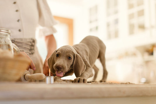 HAPPY NATIONAL PUPPY DAY