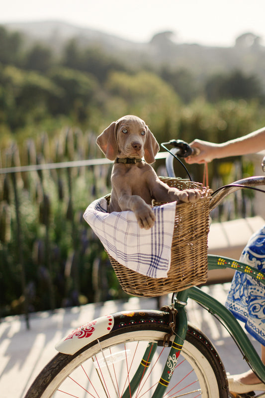 Let's talk Puppyhood