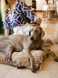 Tick season is back our favourite natural tick-fighting solutions