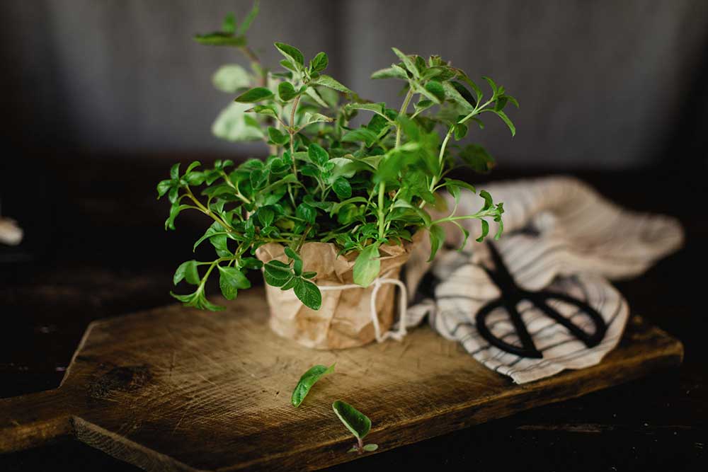 Oregano
