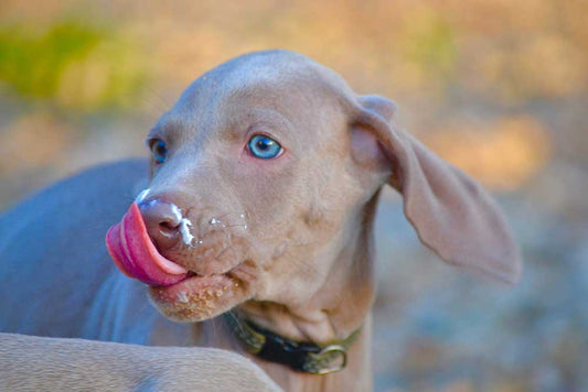 Health Boosters for times of Quarantine