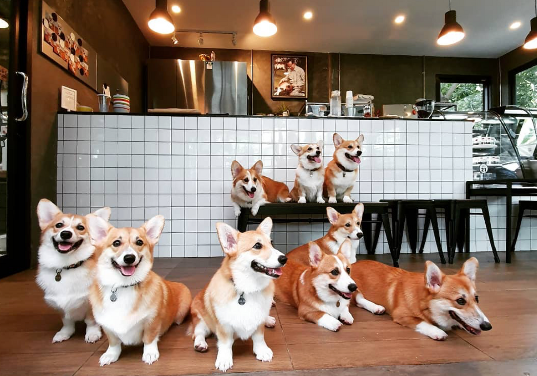 Cofee-shops with furry staff?