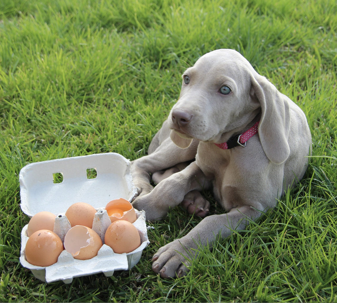 EASTER FUN IS HERE - BUT KEEP AN EYE ON NOSY PUPS