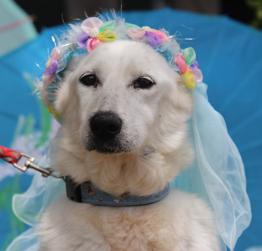ADOPTING A DOG