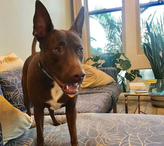 Yes, dogs can learn to speak