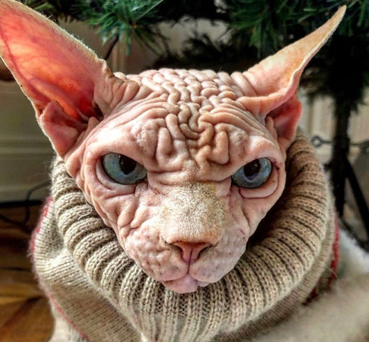 MEET THE WORLD'S SCARIEST CAT