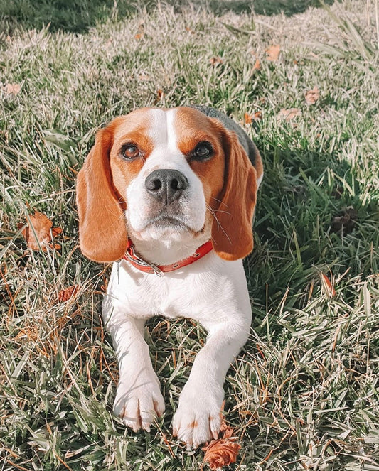 Our Valentine's Winner