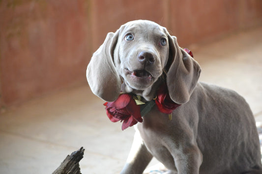 Some super-loving ways to show your fur-iend you care this Valentine’s Day