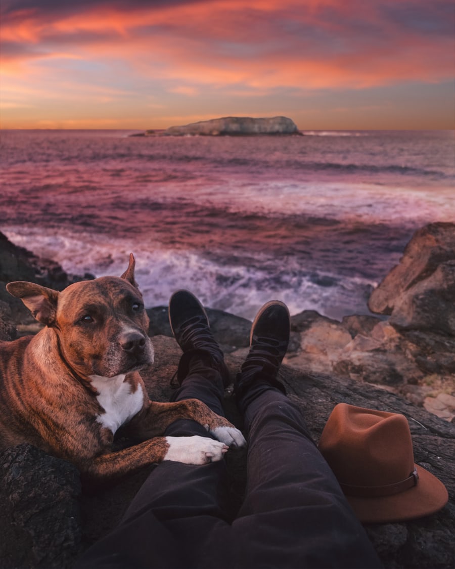 New Year's resolutions for loving pawrents