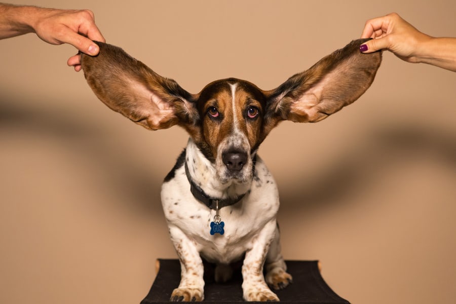 How to clean doggie ears