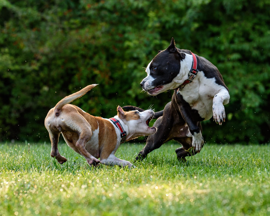 Growing your pack