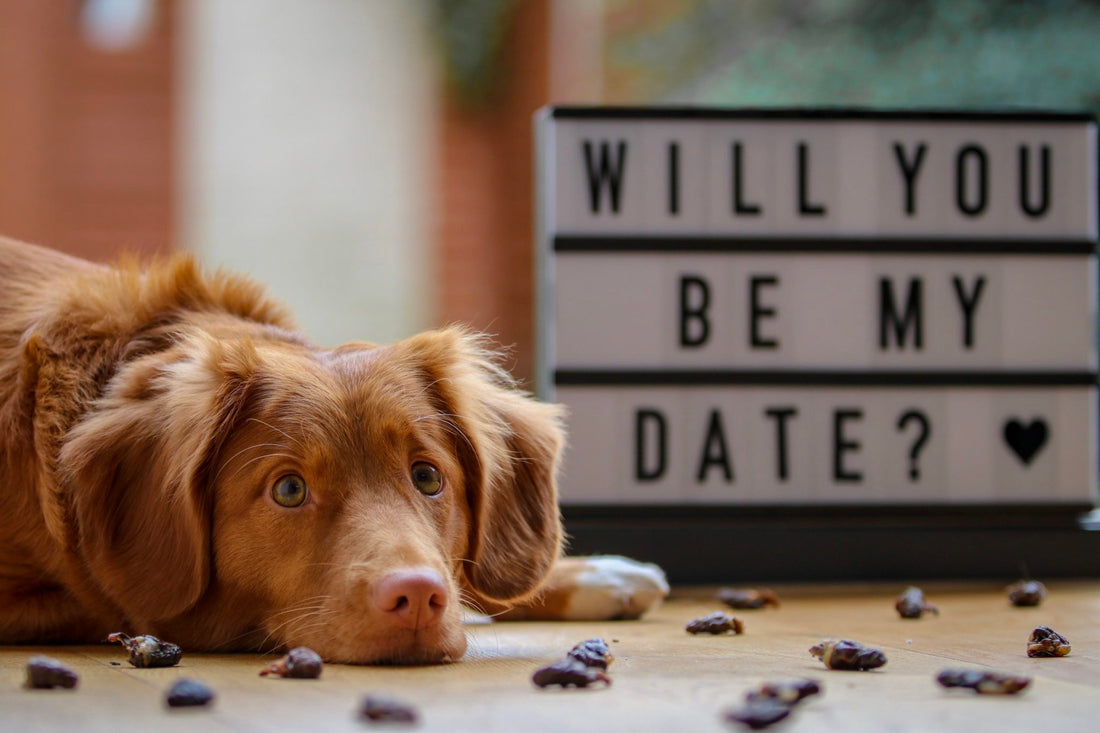 LOVE has 4 paws and not just on Valentines