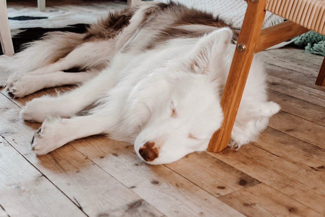 DO dogs dream?