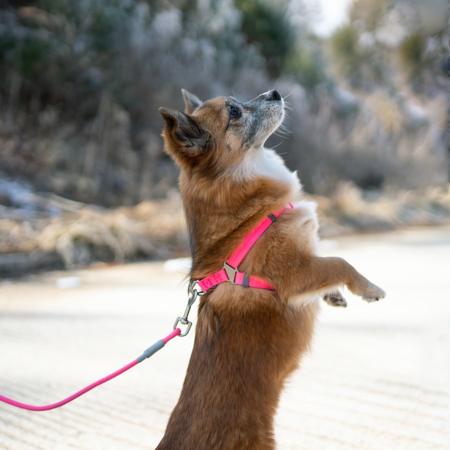 Am I walking my dog correctly?