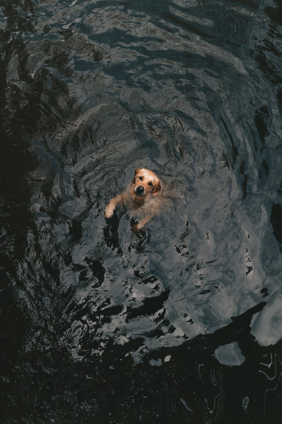 Arthritis in dogs