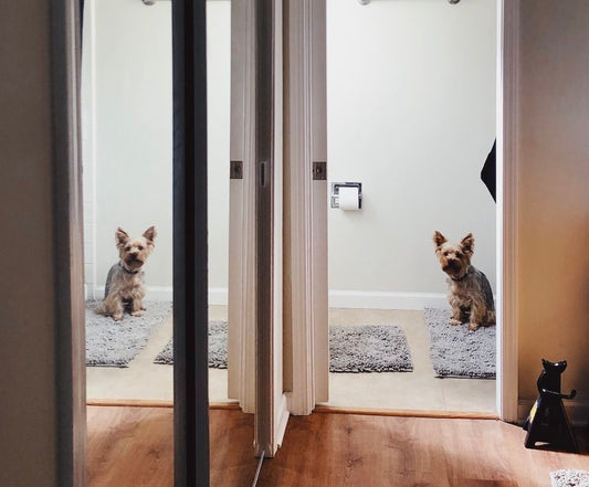 My dog follows me everywhere