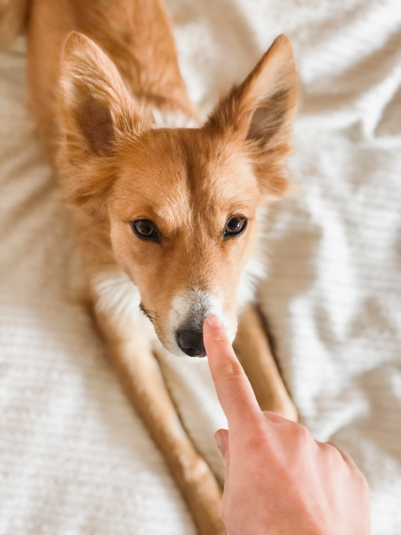 Wet Nose Alert