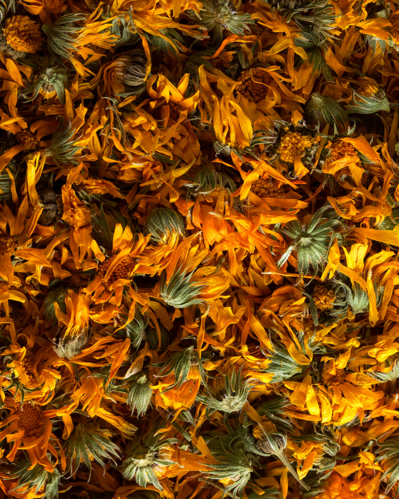 Calendula
