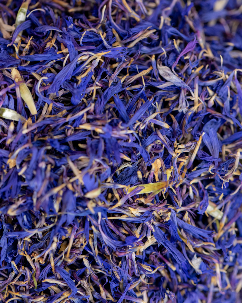 Cornflower