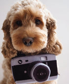 Influenciador - Câmara - Brinquedo