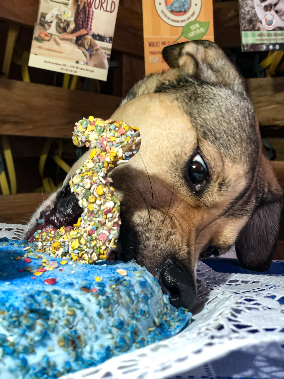 Caixa Maravilha – Barkday