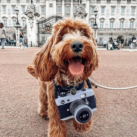 Influenciador - Câmara - Brinquedo