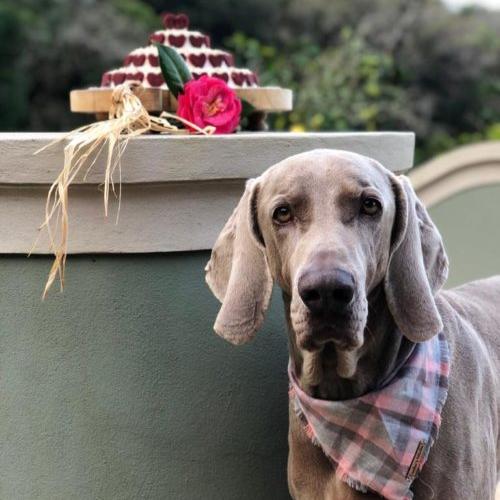 Homemade dog treats & fresh dog cakes by Cooka's Cookies
