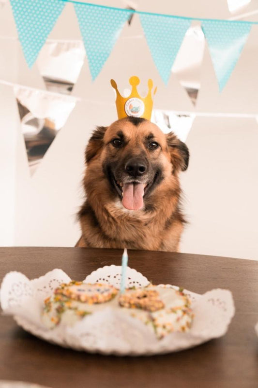 Caixa Maravilha – Barkday