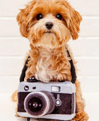 Influenciador - Câmara - Brinquedo