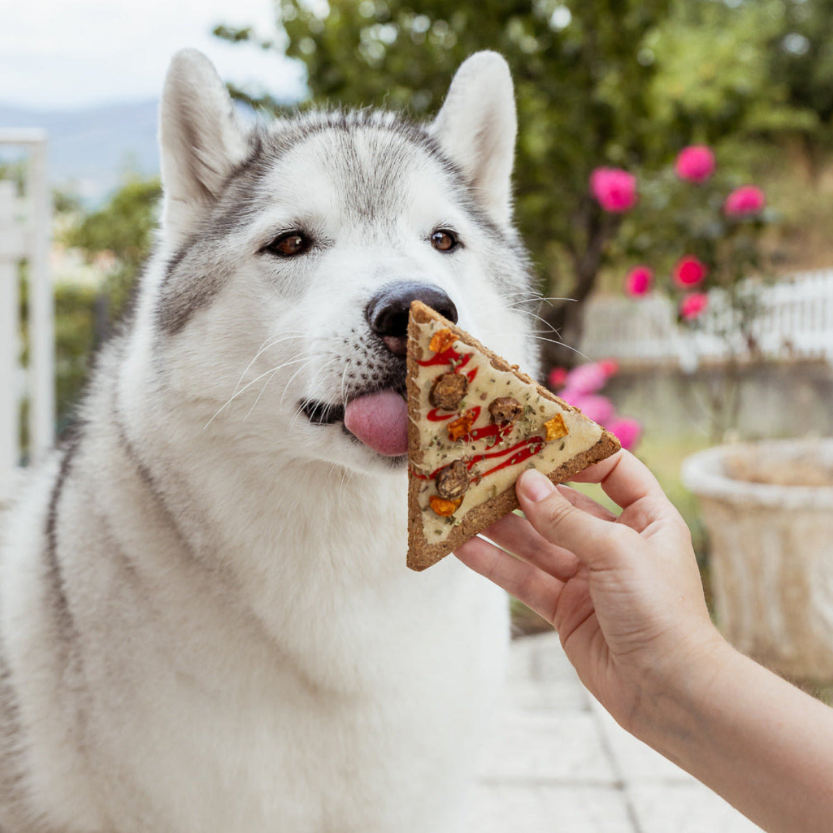 Doggie Pizza
