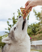 Doggie Pizza