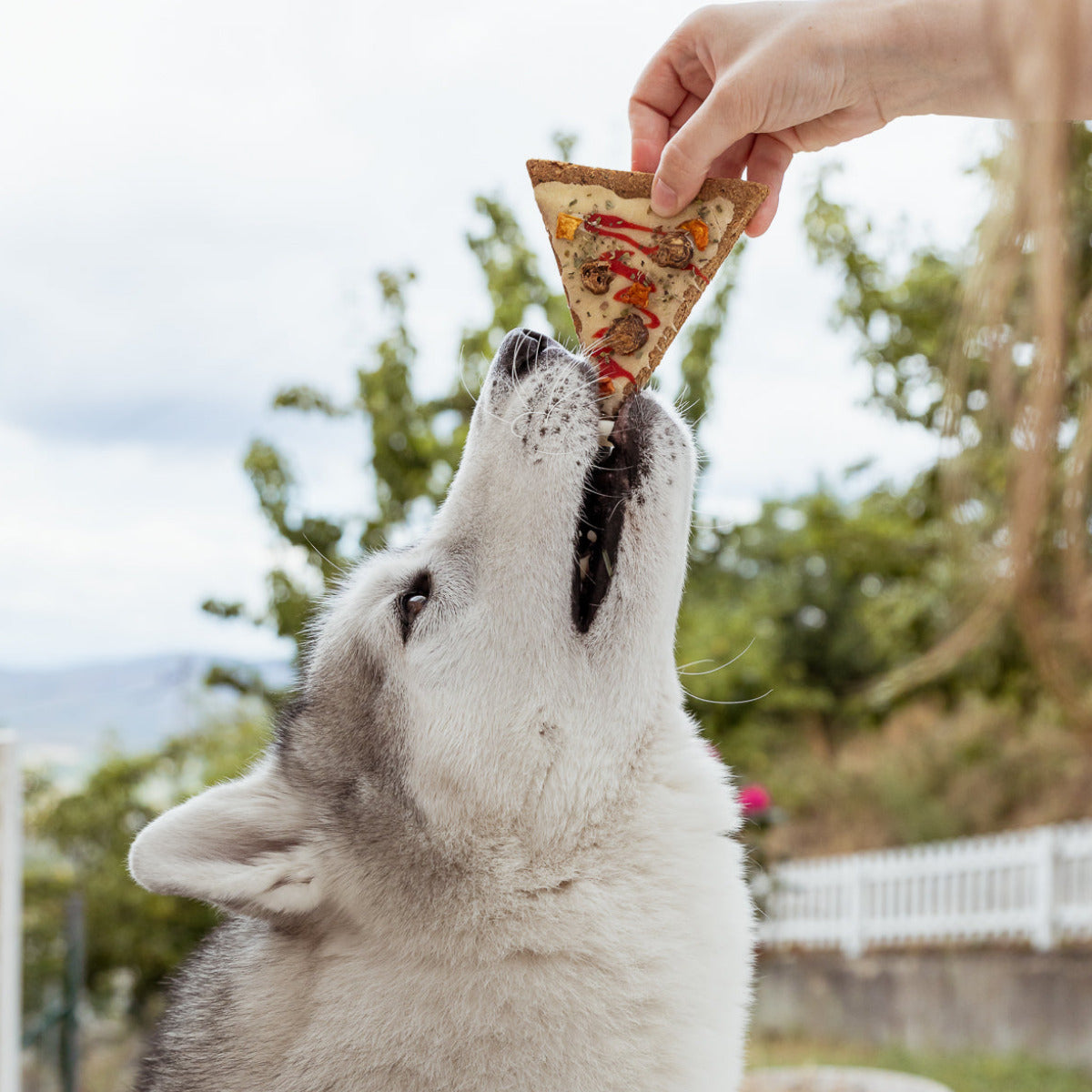 Doggie Pizza