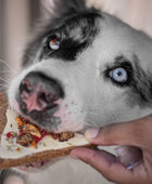 Doggie Pizza