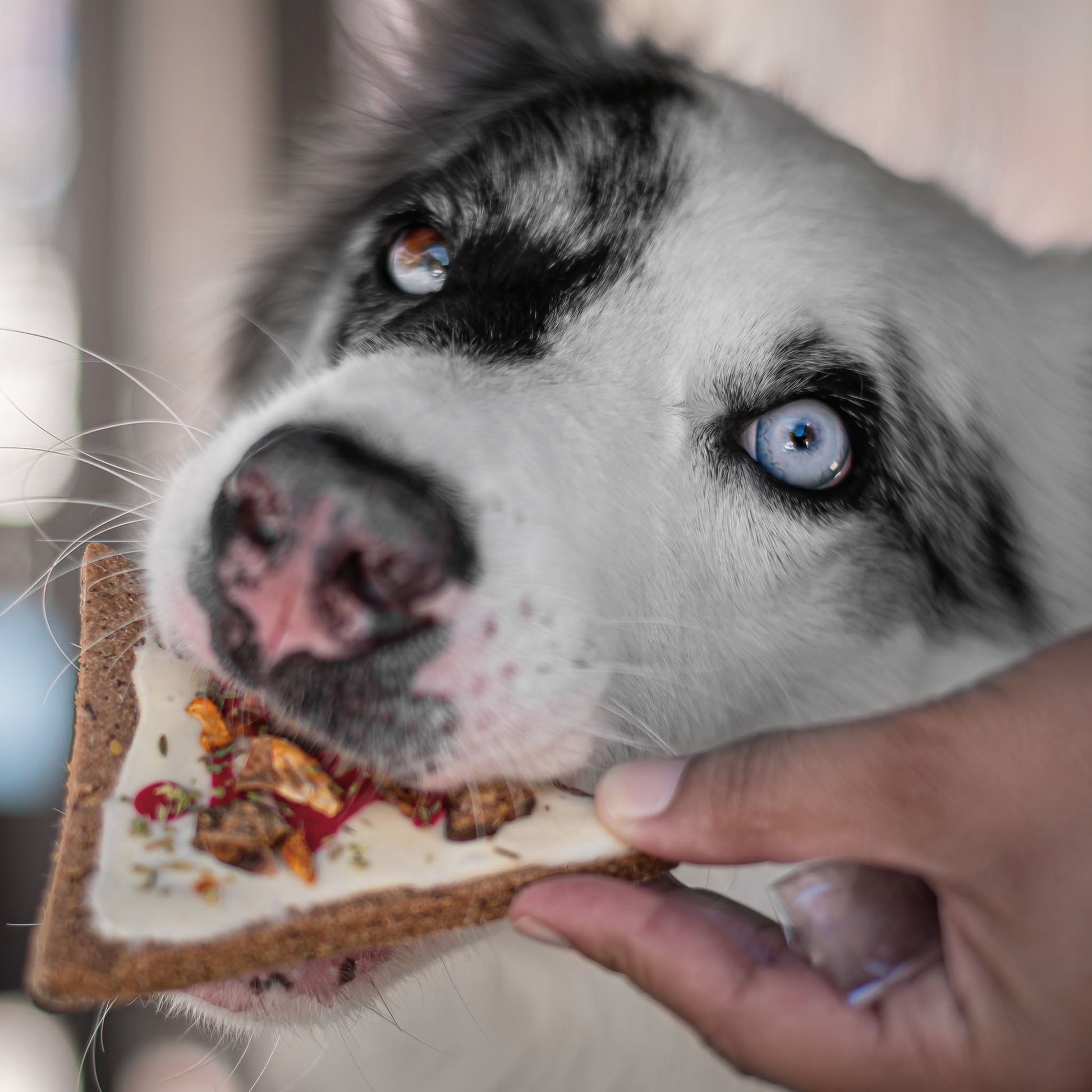 Doggie Pizza