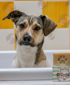 Lavagem de cachorro