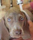 Lavagem de cachorro