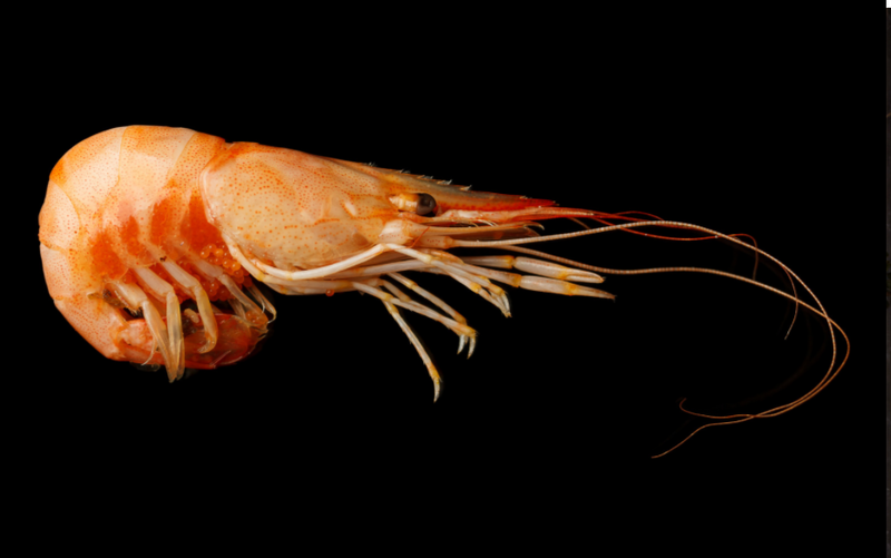 Krill