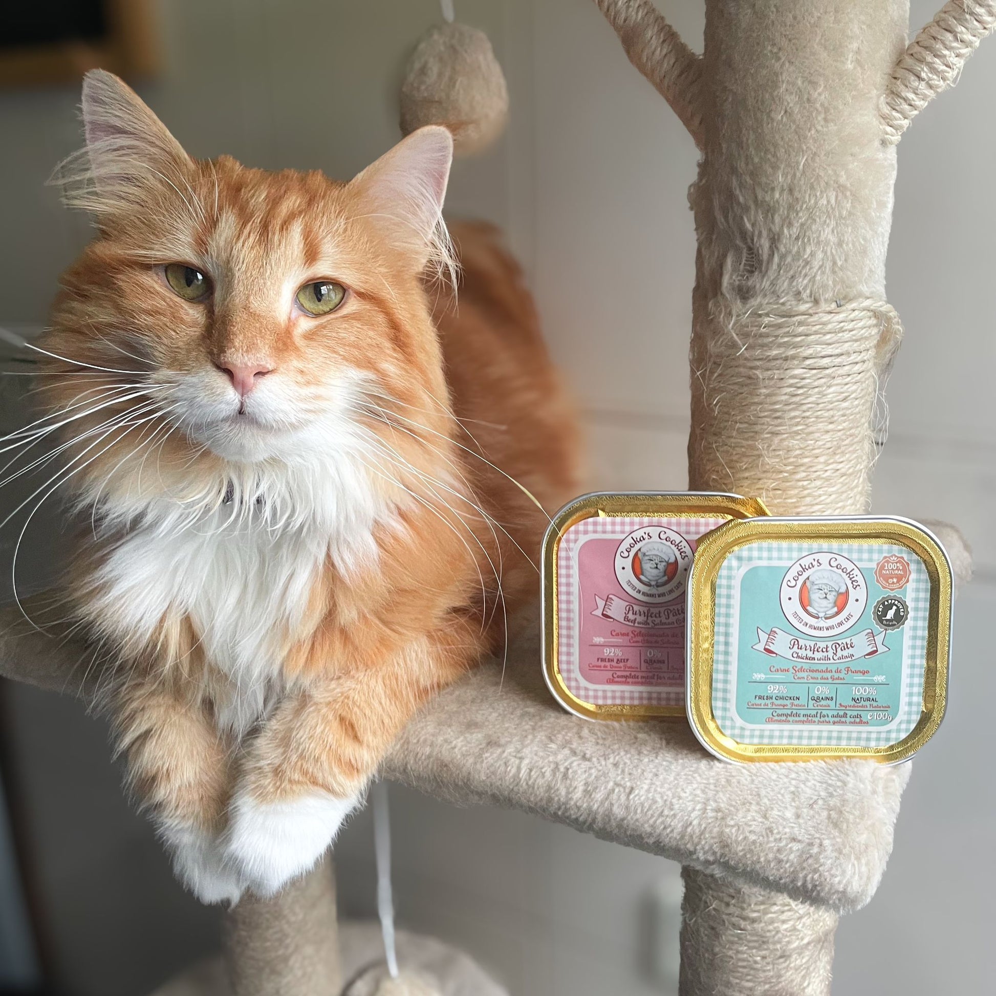 Beef Pâté for cats